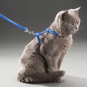 Low Price Rabbit Cat Harness And Leash Set